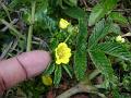 Many Leaved Cinquefoil